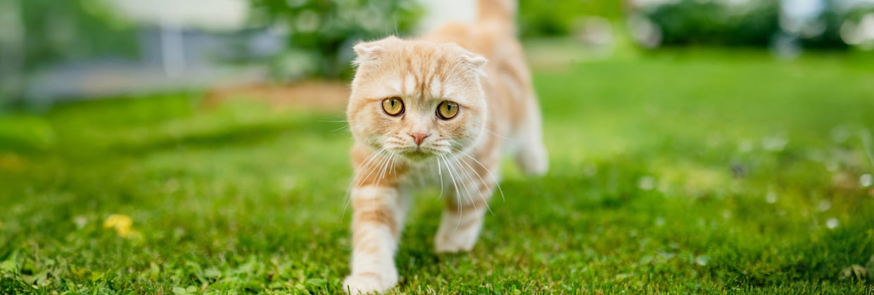 A scottish fold walking on grass.