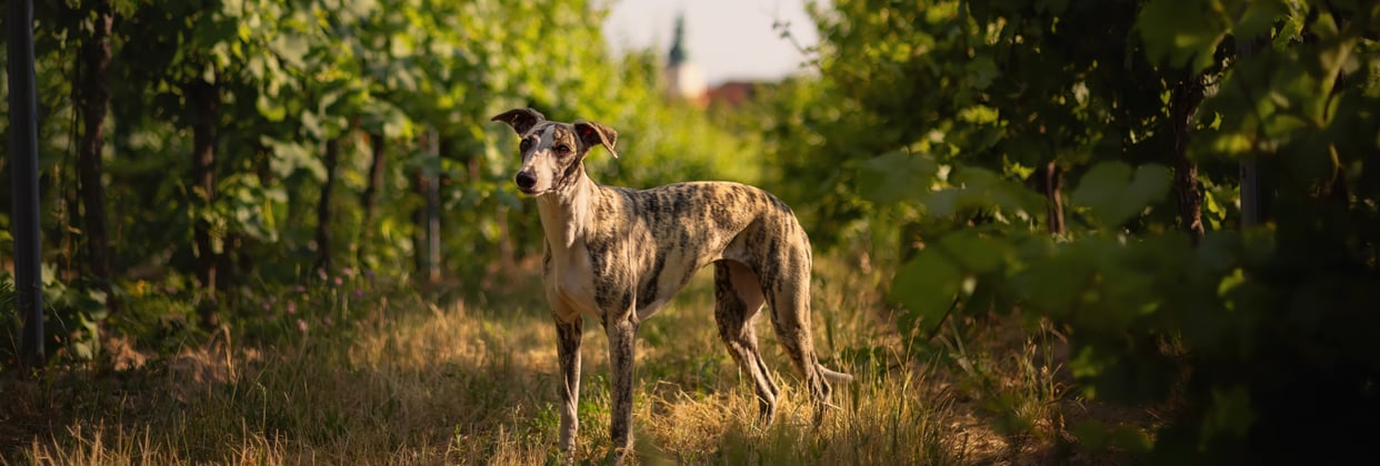 A Whippet standing in a winery.