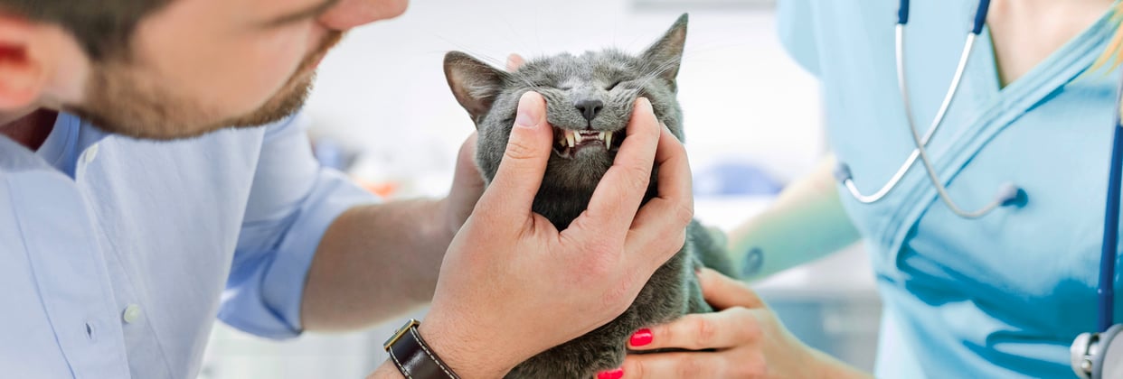 A russian blue having its teeth checked by two vets.
