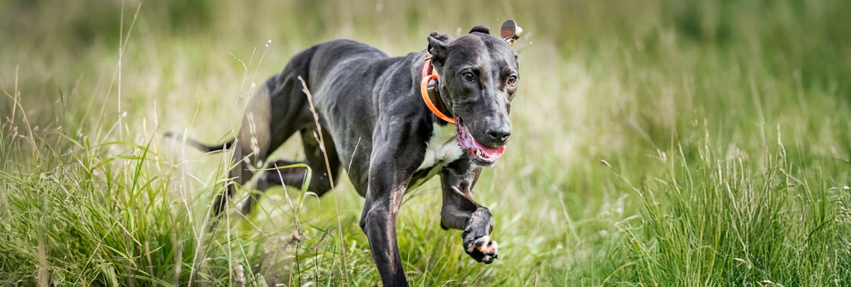 A black lurcher running through grass.