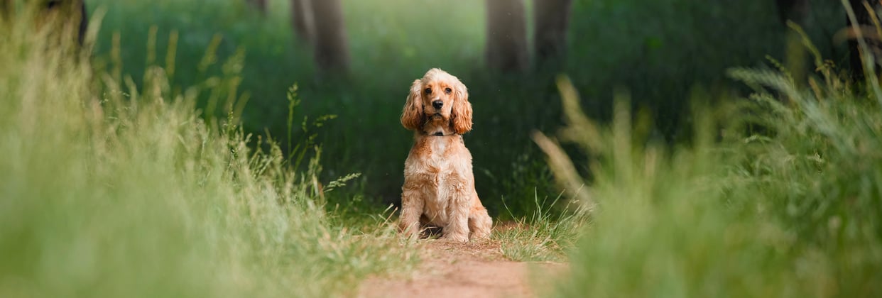 Golden Cocker Spaniel sitting on a path in between grass