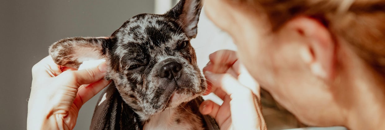 A french bulldog puppy having its ears checked.