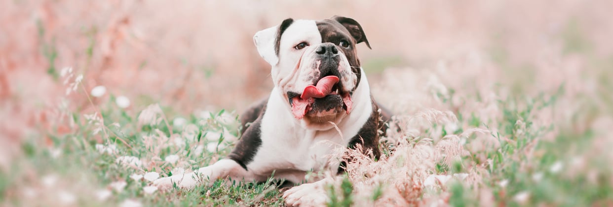 A brown and white american bulldog sitting among pink flowers.