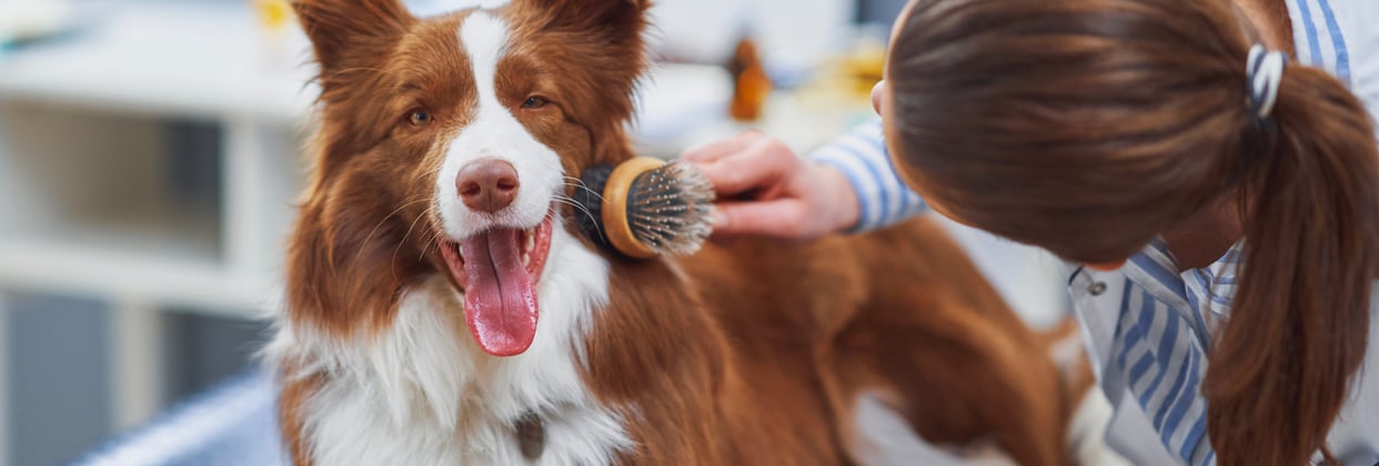 A woman brushing a light brown collie dog.