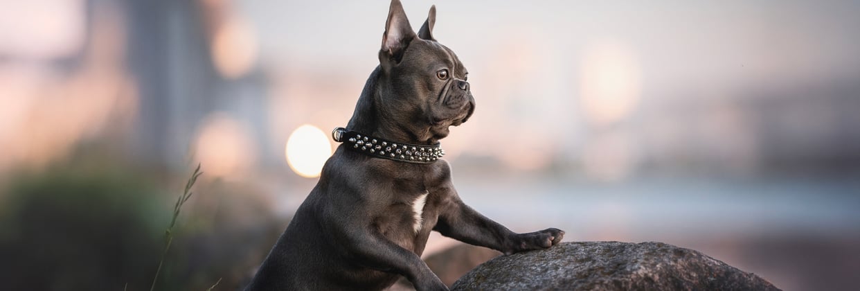 A french bulldog looking over the top of a rock.
