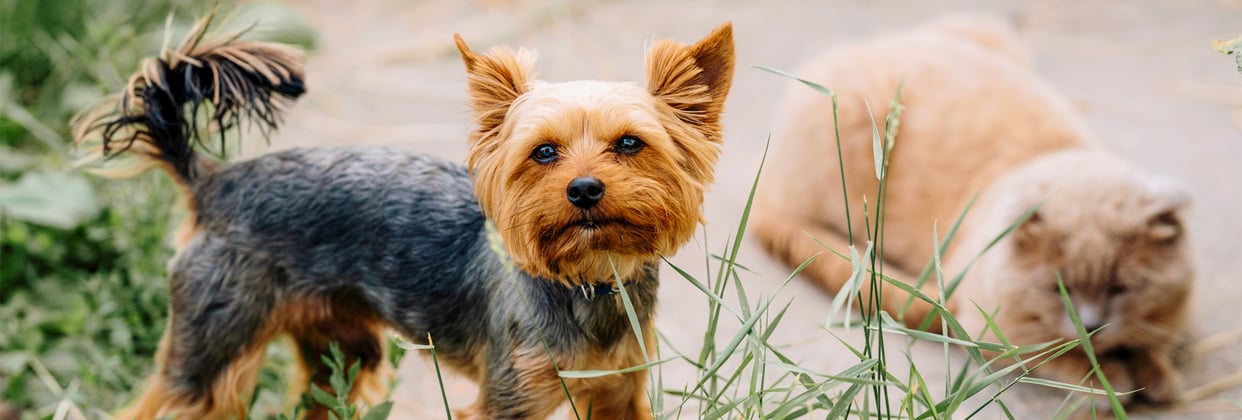 A yorkie standing with a cat sitting in the background.
