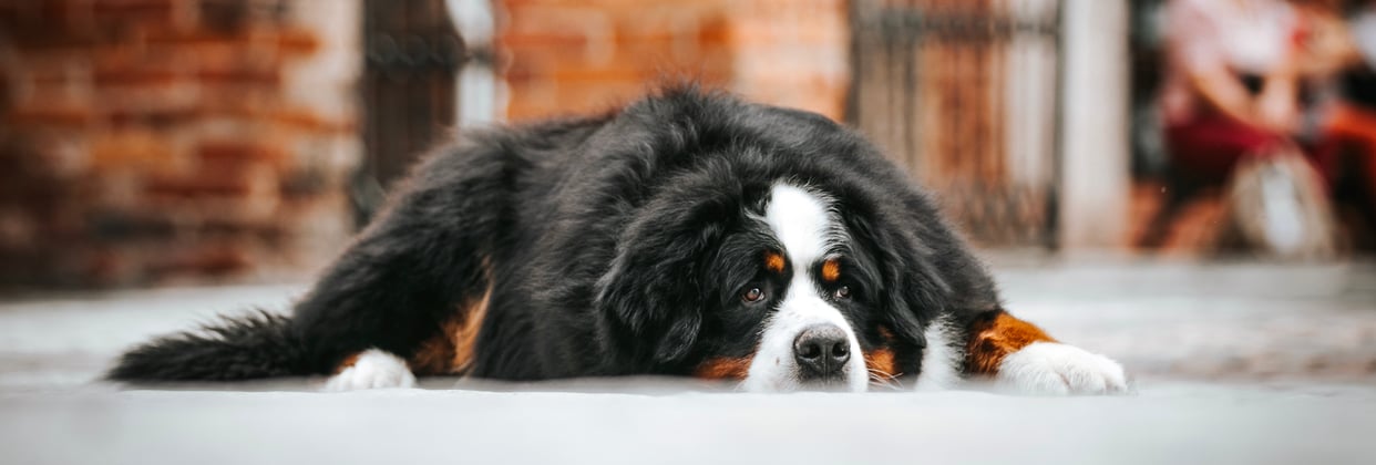 A BMD laying down on the floor.