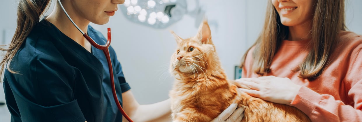 Ginger cat being checked by the vet