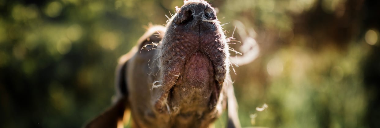 A close up of the nose and snout of a weimaraner.