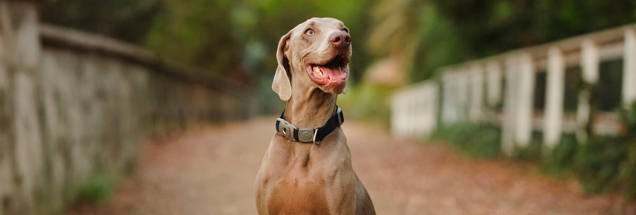 A weimaraner happily sitting on a path.