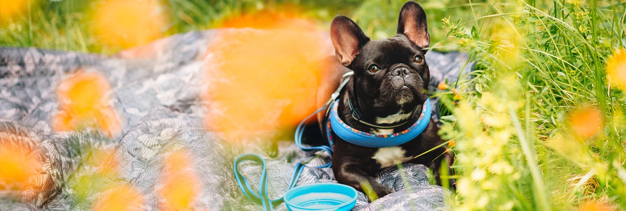 Black french bulldog with blue harness on sitting on a picnic blanket surrounded by flowers and grass