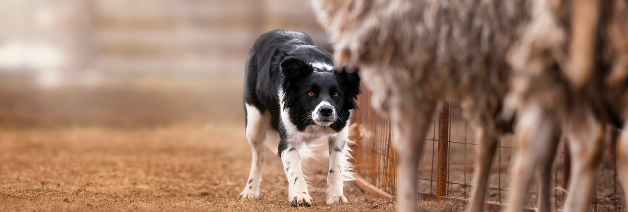 A border collie stalking a sheep.