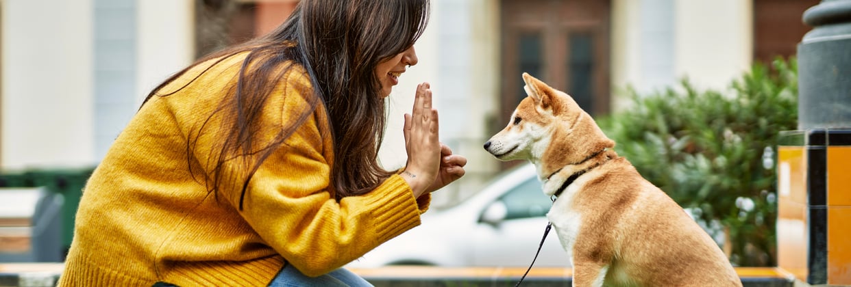 Owner wearing a yellow jumper training a Shiba Inu puppy