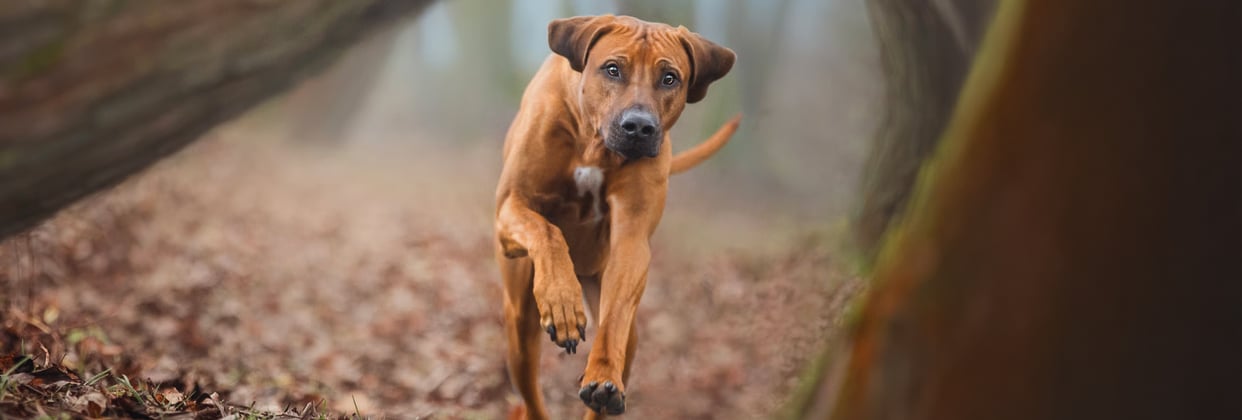 A ridgeback running through a forest.