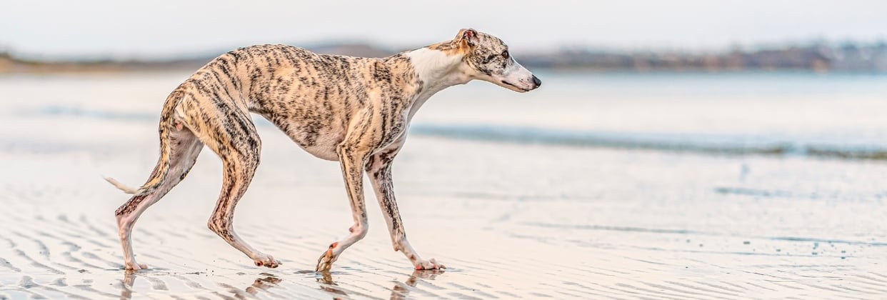 A whippet walking on a beach.
