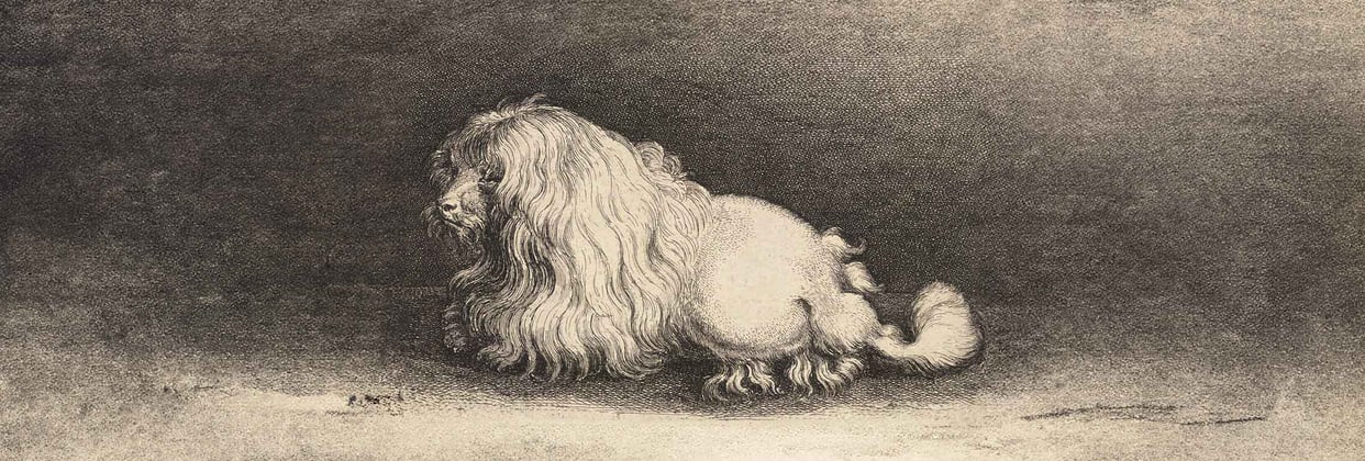 Antique sketch of a poodle from the 17th century