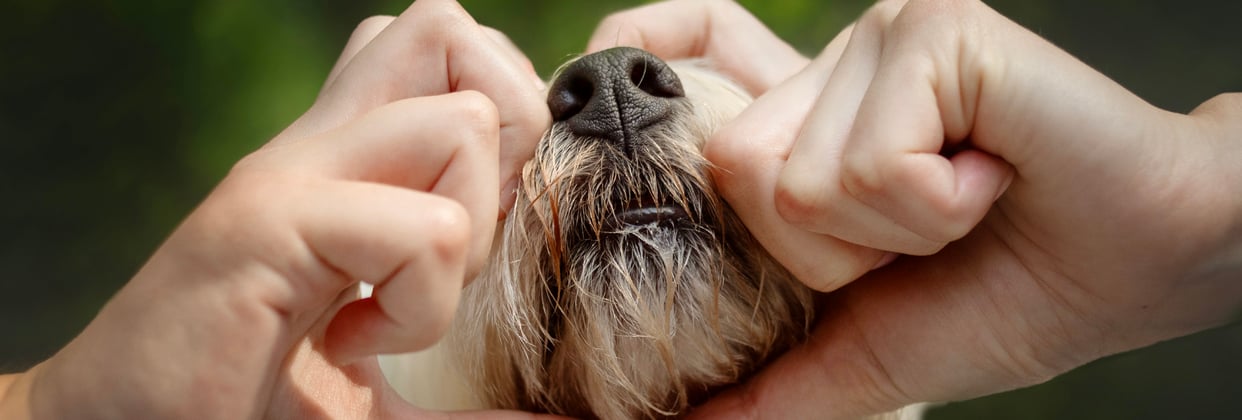 Westie with owner doing heart shape with hands around it's nose