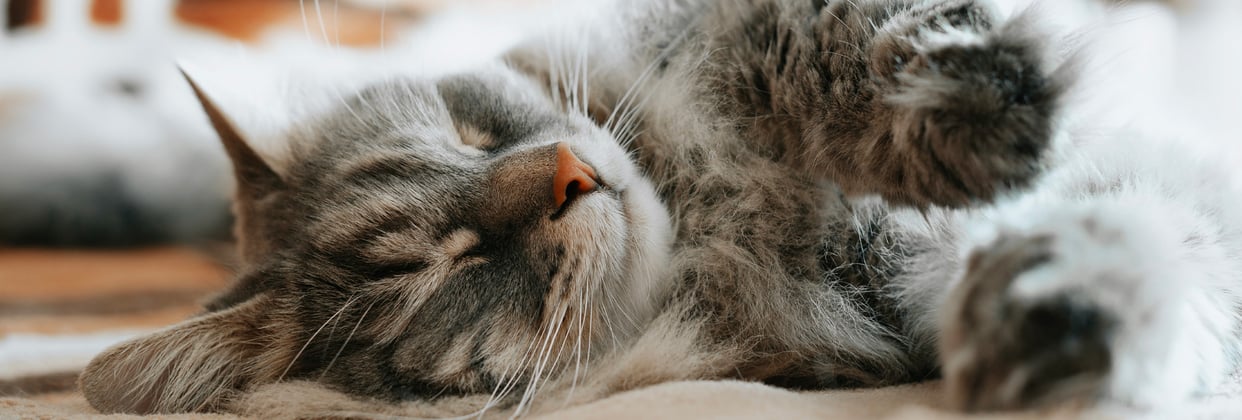A siberian cat asleep on its side looking peaceful.