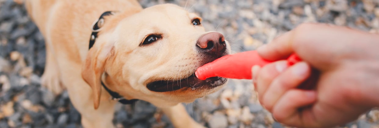 A labrador playing tug with it's owner.