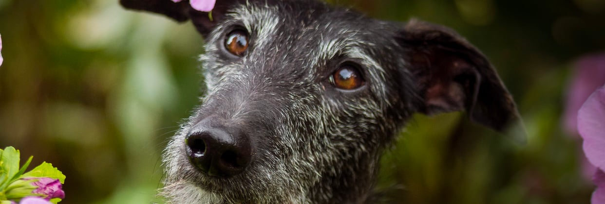 A black lurcher with a grey muzzle sitting in purple flowers.