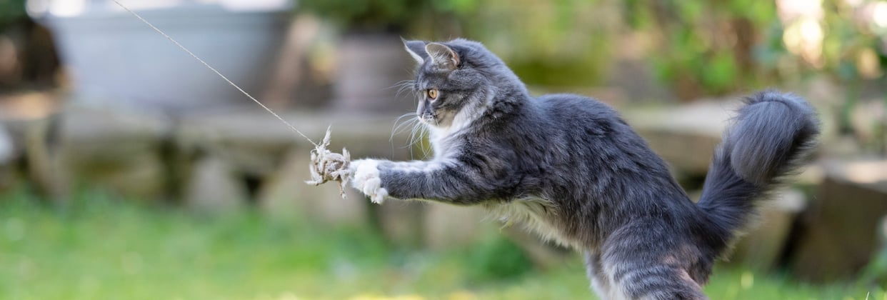 A Maine Coon jumping into the air catching a bird toy.