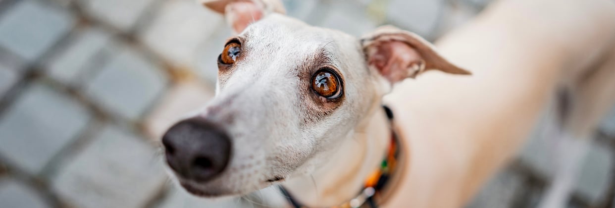 A cream coloured whippet with big eyes looking upwards.
