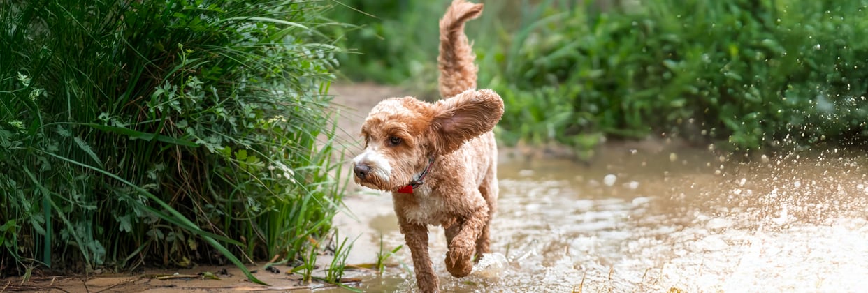 A Cockapoo running through a puddle.