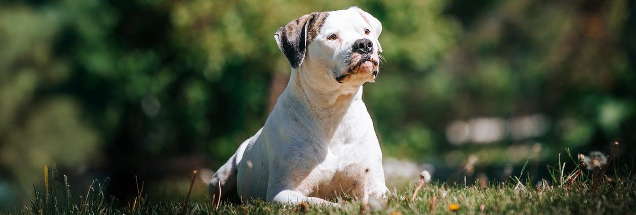 An american bulldog laying in the grass.