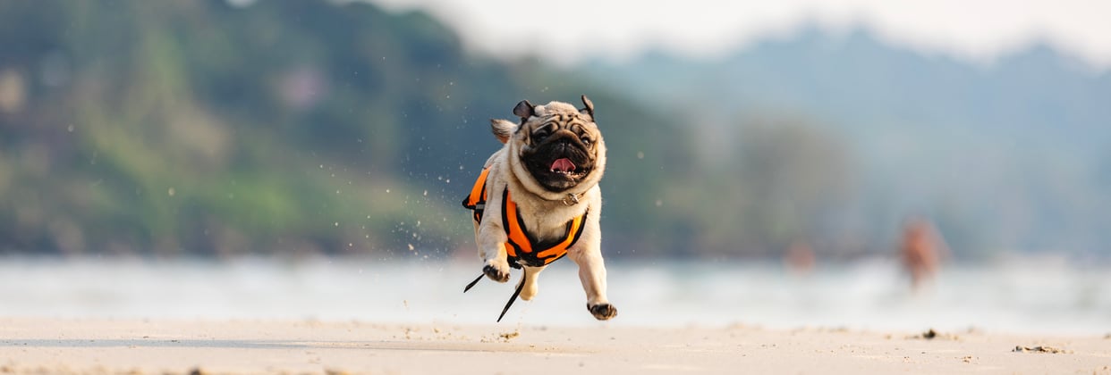 A pug bounding across a beach towards the camera