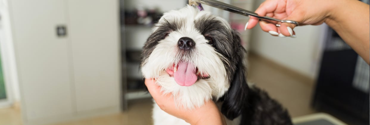 A shih tzu getting its hair trimmed.