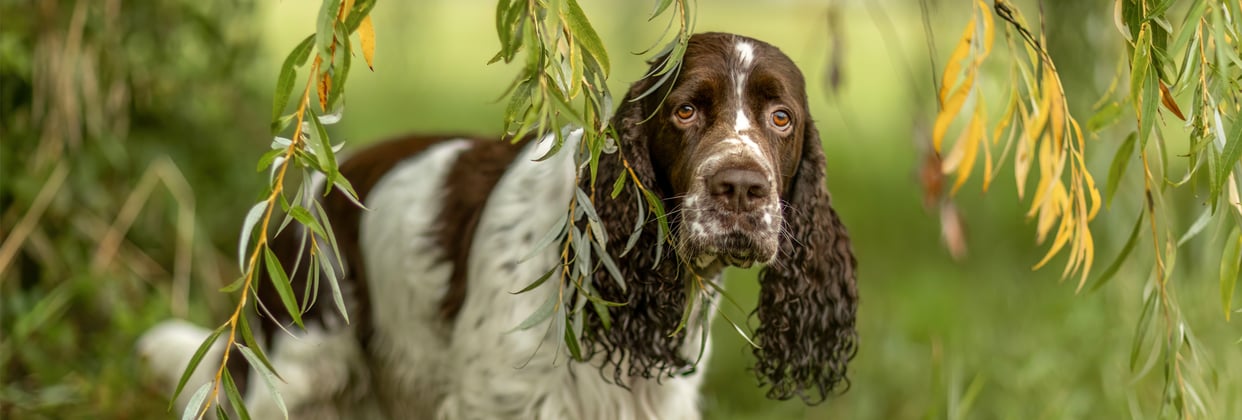 An english springer spaniel beneath a willow tree.