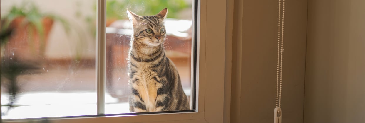 A tabby cat patiently waiting outside whilst looking through a glass door.