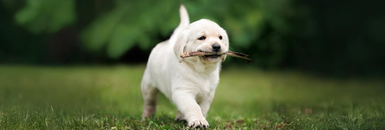 A labrador puppy happily walking with a stick in its mouth.