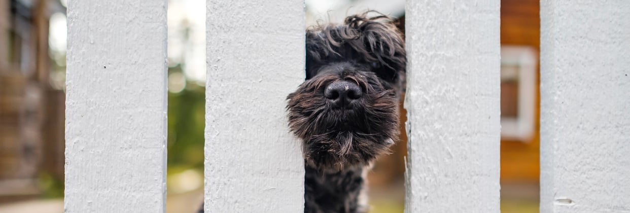 black miniature schnauzer looking through a white fence