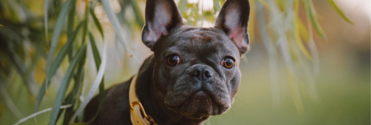 Grey French Bulldog with yellow collar staring from under a tree