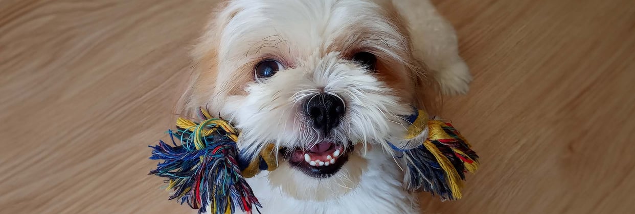 Cavachon with a dog toy in their mouth