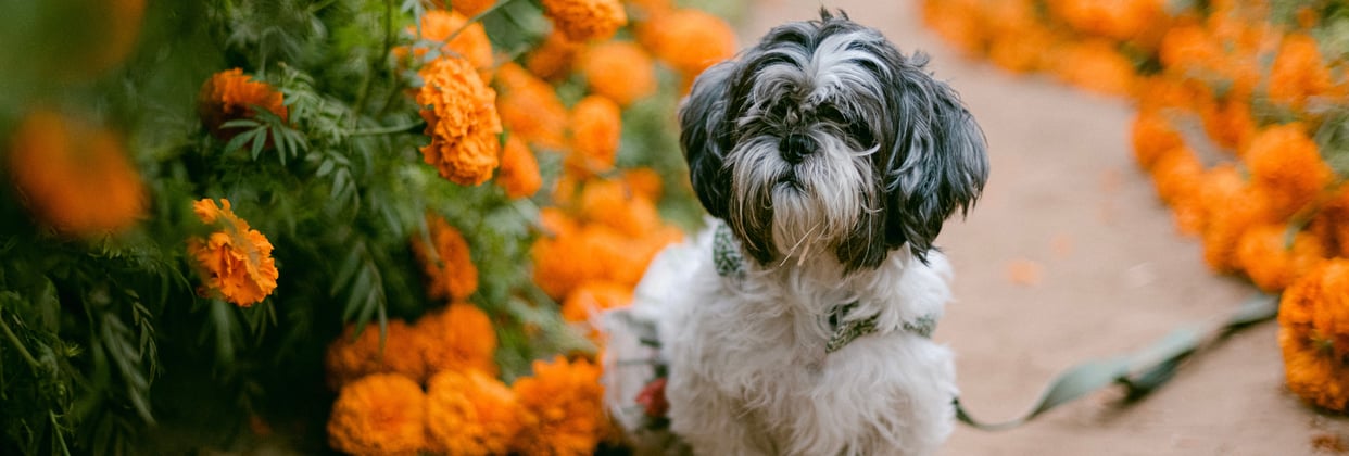A shih tzu surrounded by orange flowers.