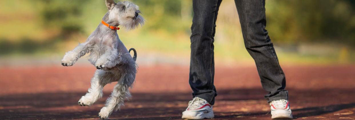 White Miniature Schnauzer jumping next to owner