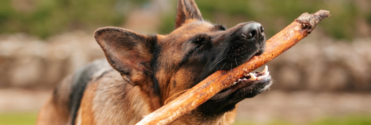 A german shepherd with a stick in its mouth looking very content.
