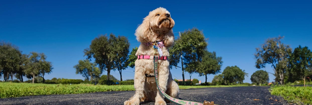A Cavapoo sat on a path in a field