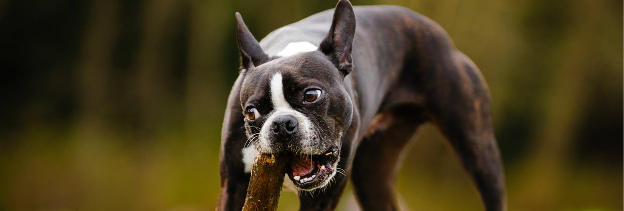 A boston terrier chewing on a large stick.