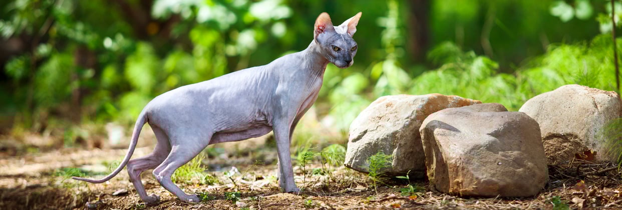 A sphynx cat outside looking at some rocks.