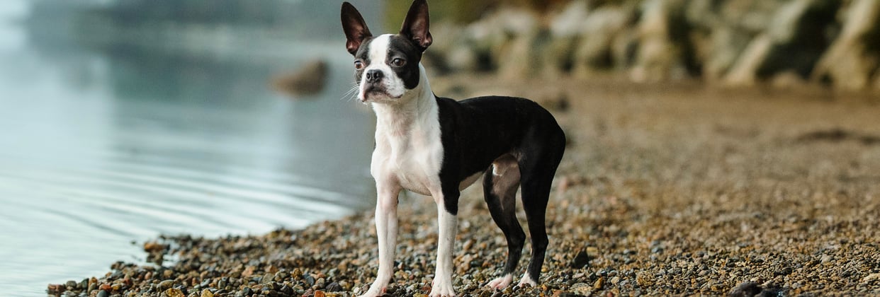 A boston terrier standing next to the sea.