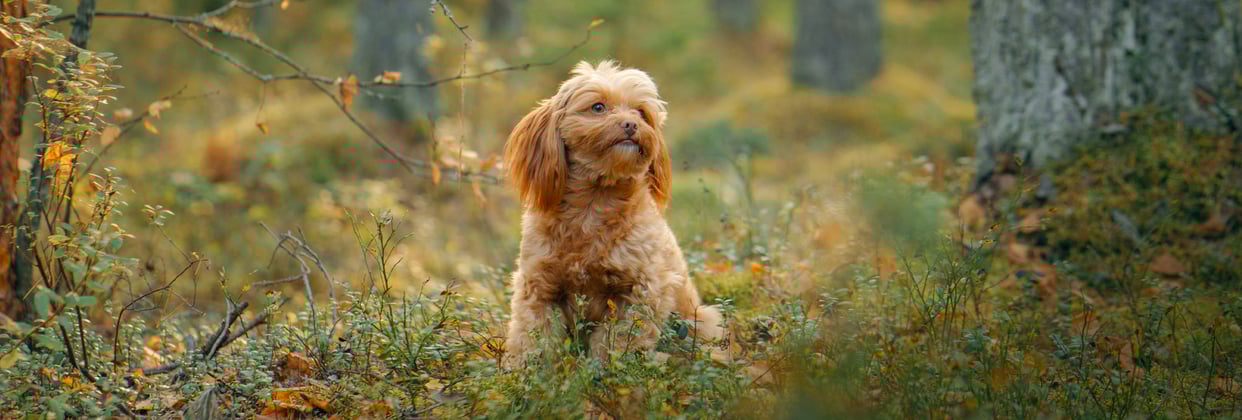A maltipoo sitting in a field of flowers.