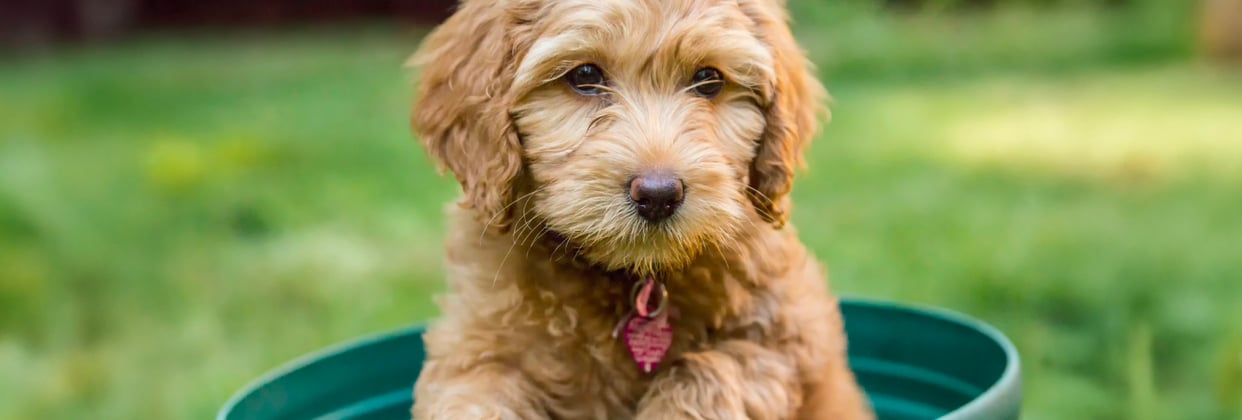 A young goldendoodle sitting in a green barrel.