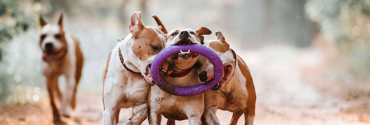 Four staffordshire bull terriers playing with a plastic ring.