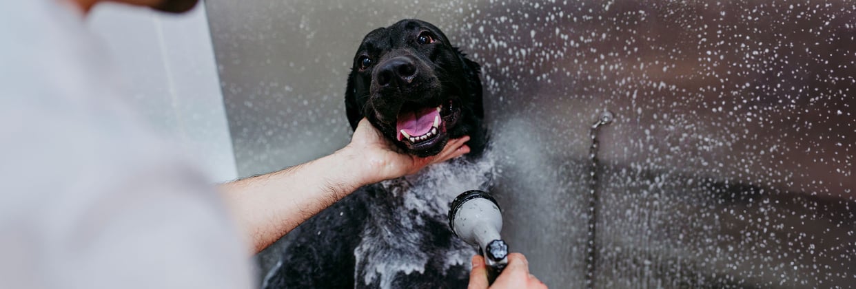A black Labrador Retriever being sprayed with shampoo and water by a dog groomer