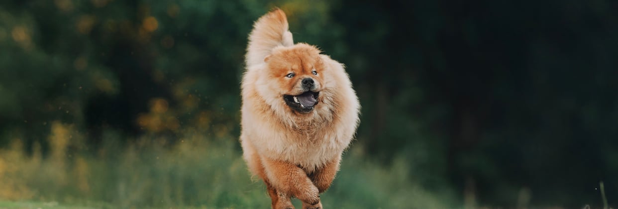 A Chow Chow running outdoors.