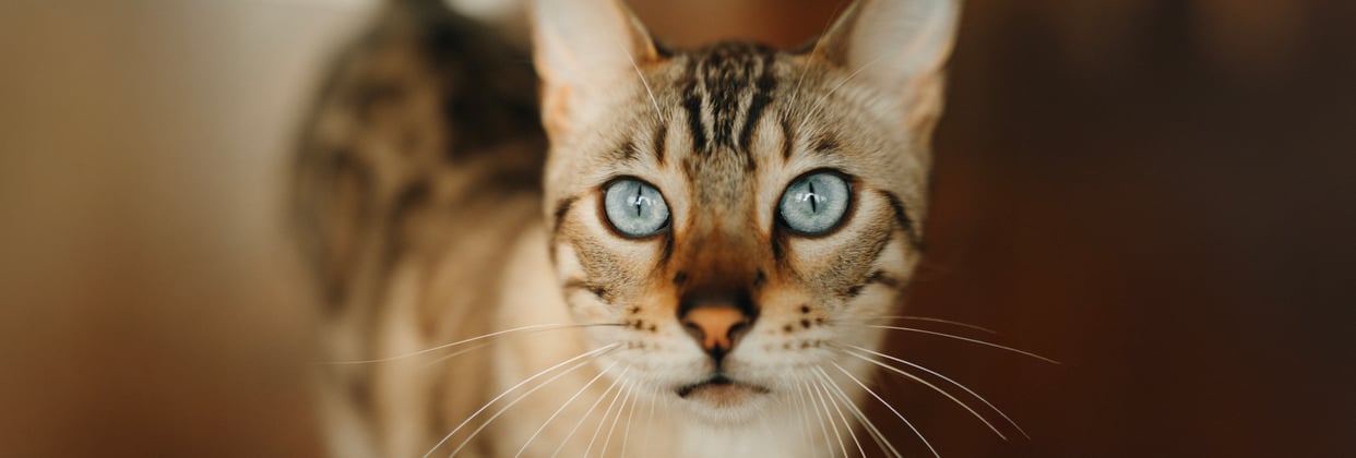 a bengal cat with bright blue eyes