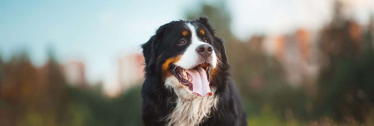 A BMD sticking his tongue out.
